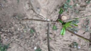 2020年春天新栽的小桃树